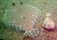 /album/galeria-de-fotos-fotos-/caraguadive-33-jpg/